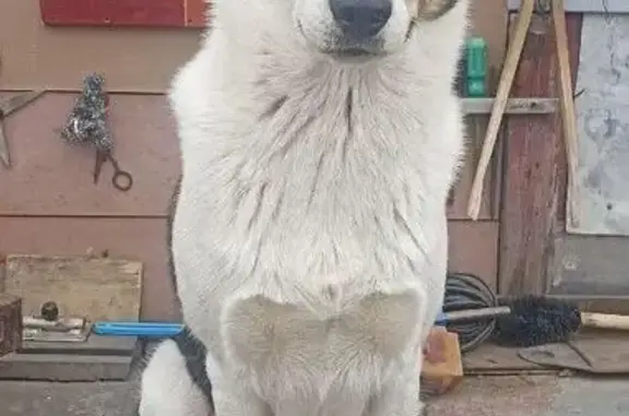 Собаки потеряшки, Иваново, фото: Потеряшка собака, 5-я Санаторная, Иваново