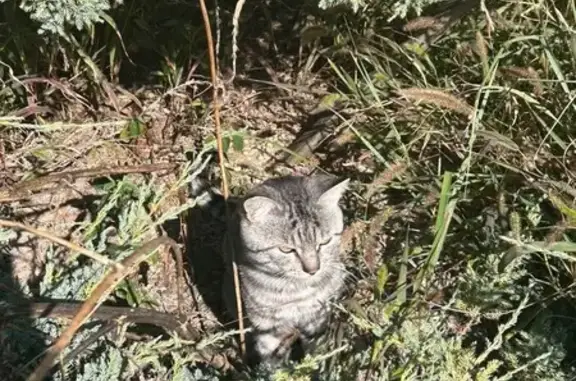 Найдена кошка, , фото: Кошка найдена: Есаульская ул., 1/7