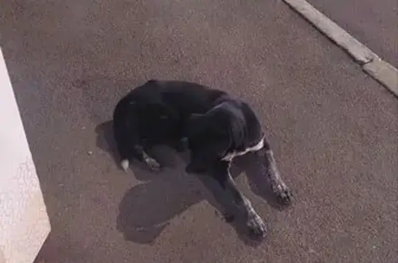 Найдена собака, Симферополь, фото: Найдена собака на ул. Пушкина, 23, Симферополь