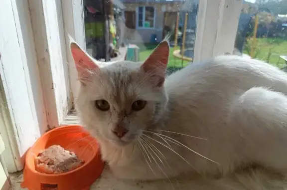 Найдена кошка, Егорьевск, фото: Кошка найдена: Урицкого 16, Егорьевск