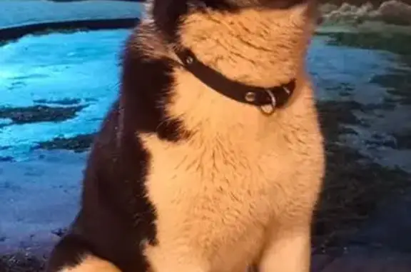 Собаки потеряшки, Вологодская область, фото: Потеряшка собака в Кудрино, Вологда