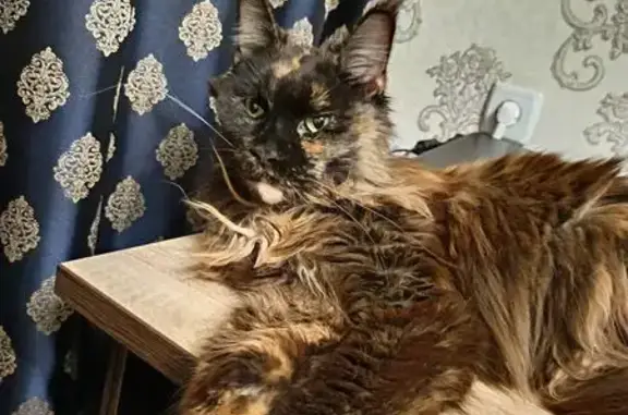 Найдена кошка, , фото: Мейн Кун найдена на Дзержинского, 2, Ижевск