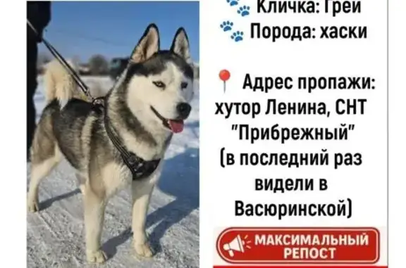 Собаки потеряшки, Краснодарский край, фото: Потеряшка собака, Динск, 4-я Викторианская