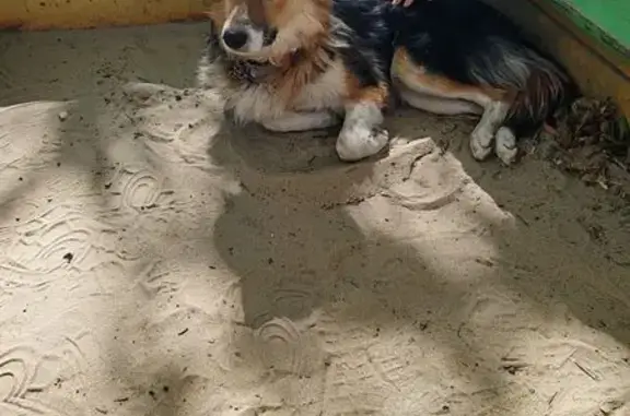 Собака найдена у гимназии на Волкова, РнД