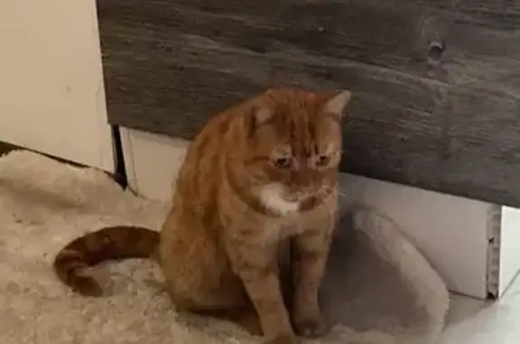 Найдена кошка, , фото: Найдена рыжая кошка, Весенняя 32, Андреевка
