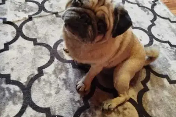 Найдена собака, Белгородская область, фото: Найден мопс: Губкин, остановка 