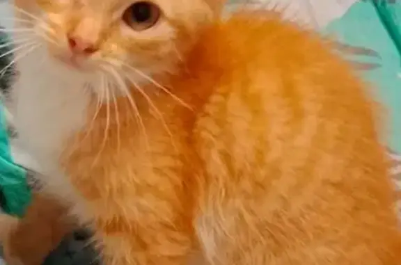 Пропала кошка, ул. Егорова 11, Владимир