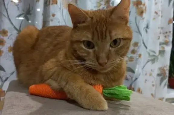 Кошки потеряшки, Киров, фото: Потеряшка кошка, Чапаева 4, Киров