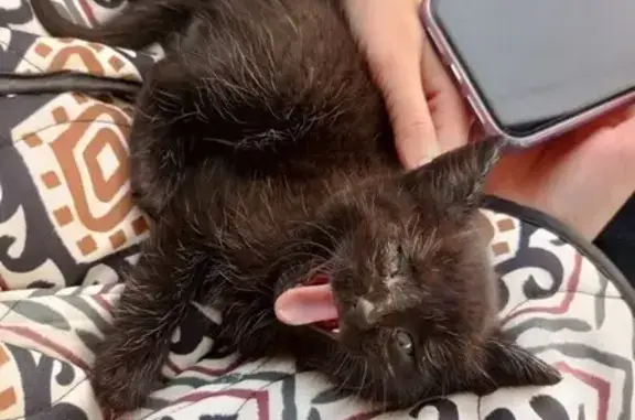 Котенок найден у аэропорта Чебоксары