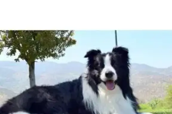 Пропала собака, Волгоград, зелёный ошейник