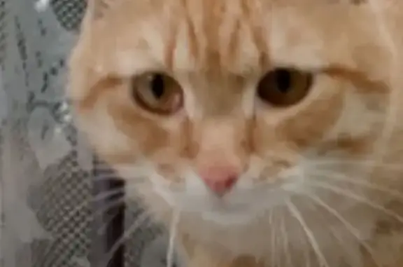 Кошки потеряшки, Барнаул, фото: Потеряшка кошка, ул. Исакова 199, Барнаул