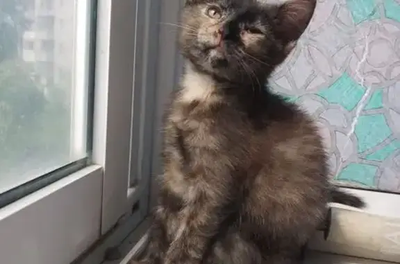 Пропала кошка, Балашова 16 к2, Ярославль