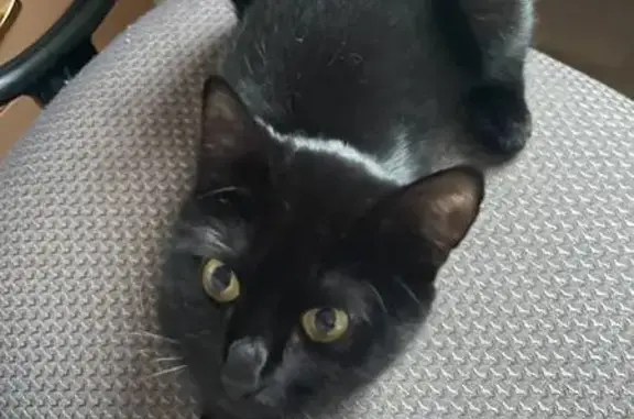 Кошки потеряшки, Самара, фото: Потеряшка чёрная кошка, Артёмовская, Самара