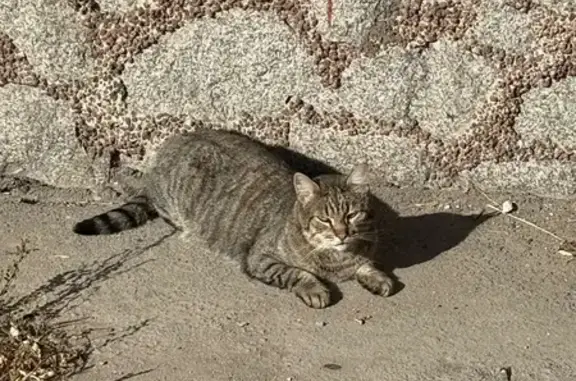 Найдена кошка, Санкт-Петербург, фото: Найдена кошка, Караваевская ул. 22А, СПб