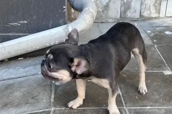 Найдена собака, Москва, фото: Щенок найден на Краснопрудной, 22-24