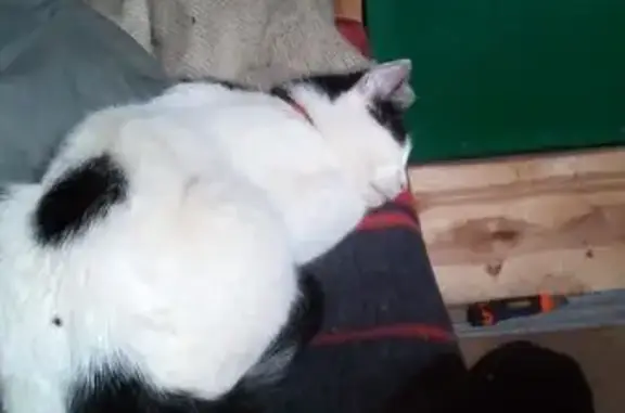 Пропала кошка, Ям-Тёсовское СП, Ленобласть