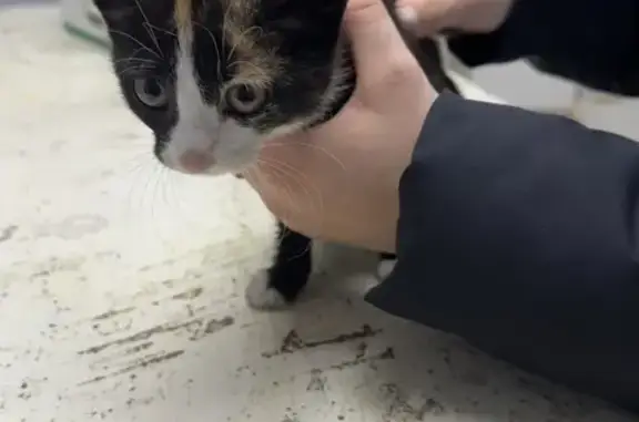 Кошка найдена: ул. Сергея Лазо, 4Г