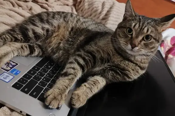 Кошки потеряшки, Асино, фото: Потеряшка кошка, Павличенко 24, Асино