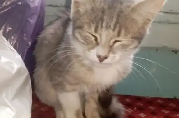 Кошка найдена: Раевский, Башкортостан - photo