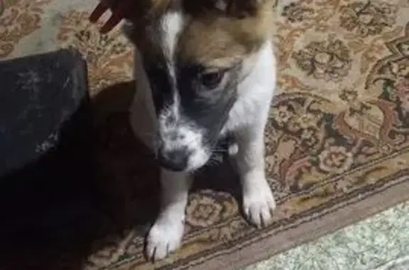 Собаки потеряшки, , фото: Потеряшка собака, ул. Шевченко, 13, Ижевск