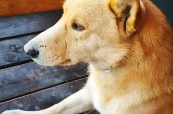 Пропала собака в Ковалёво, Ленобласть