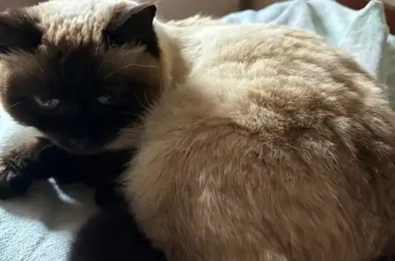 Пропала кошка, Аэропорт, Железногорск-Илимский