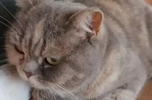 Найдена кошка, Чита, фото: Кошка найдена, ул. Дачная, Чита