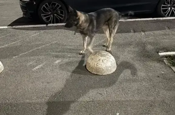 Собака найдена: Парковая ул., Ижевск