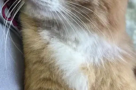 Кошки потеряшки, , фото: Потеряшка рыжий кот, ул. Дорожная, Куйбышев