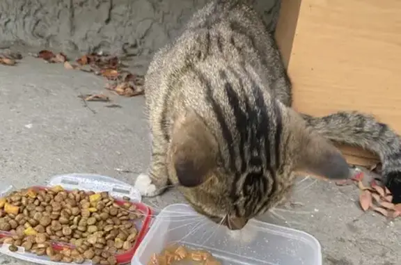 Найдена кошка, Новосибирск, фото: Кот найден на ул. Чкалова, 70/1, Новосибирск