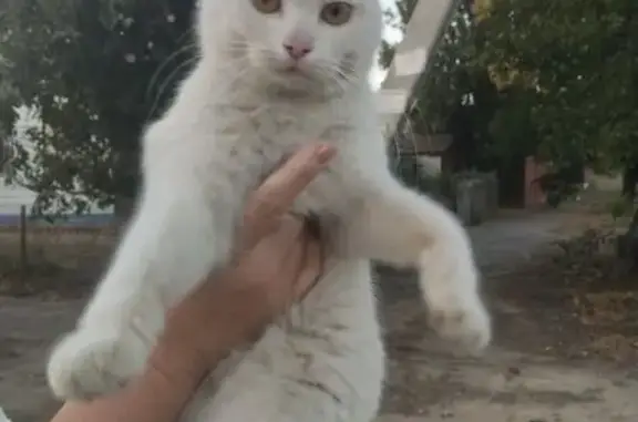 Найдена кошка, Волгоград, фото: Пропала кошка, Нижнечирская 41, Волгоград