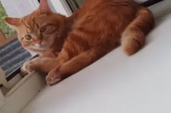 Кошки потеряшки, Орехово-Зуево, фото: Потеряшка кошка, ул. Бугрова, 22, Орехово-Зуево