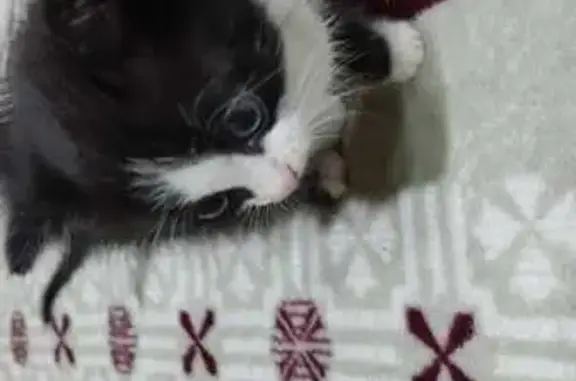 Пропала кошка, Абакан, Хакасия