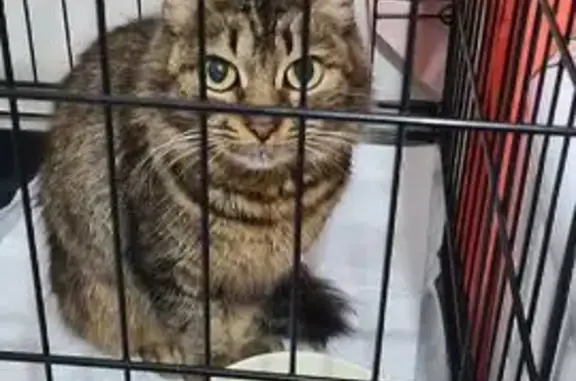 Найдена кошка Совушка, ул. Барышиха, 16