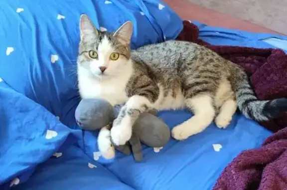 Пропал кот, ул. Нижнечирская, Волгоград