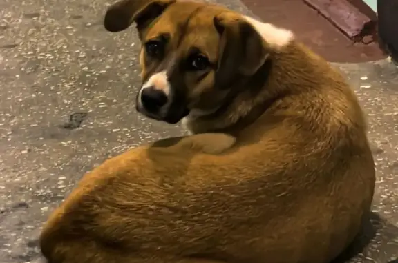 Найдена собака, Хабаровск, фото: Собака найдена на Автобусной улице, Хабаровск