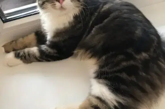 Кошки потеряшки, Казань, фото: Потеряшка кошка, ул. Абуладзе, 33, Казань