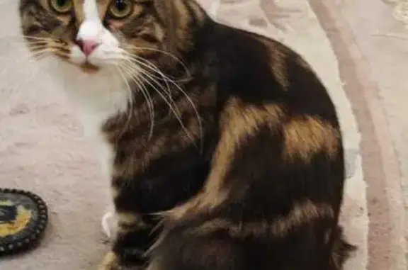 Кошки потеряшки, Казань, фото: Потеряшка кошка, ул. Абуладзе, 33, Казань