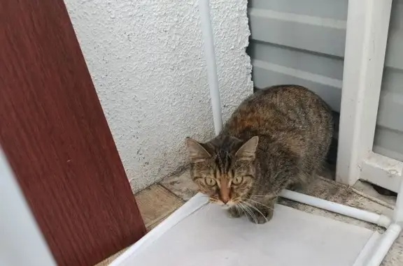 Кошка найдена у подъезда: Терещенко 41 к1