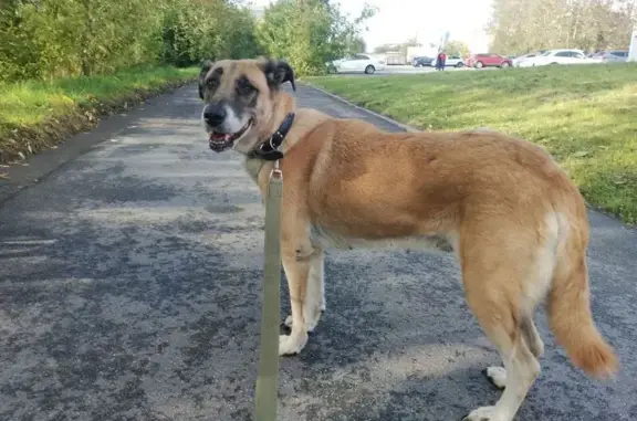 Собака найдена в Купчино, СПб