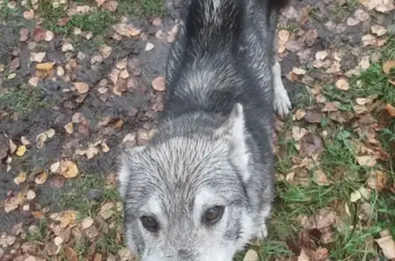 Собака найдена: Крымская ул. 143, Томск