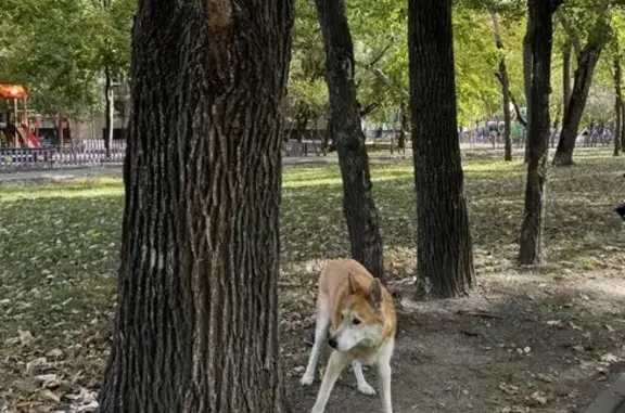 Собака найдена: Конаковский проезд, Москва
