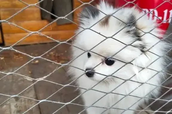 Щенок шпиц найден в Сухово, Лунная 10