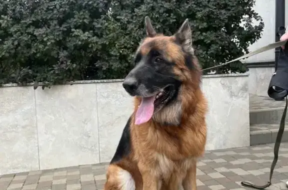 Собака найдена на ул. 70 лет Октября, ЮМР