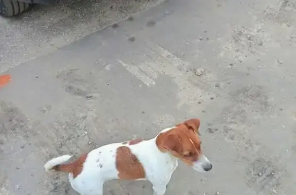 Найдена собака, , фото: Собака найдена: ул. Володарского, Пенза