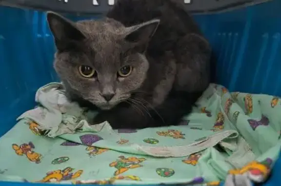 Найдена кошка, Кемеровская область, фото: Найдена кошка, Сухово, Кемеровская обл.