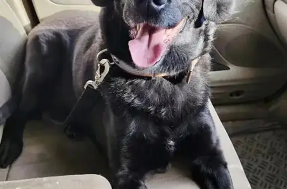 Найдена собака, Благовещенск, фото: Найдена собака, ул. Ленина 39, Благовещенск