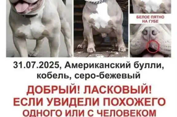 Пропала собака: пр. № 1166, Москва