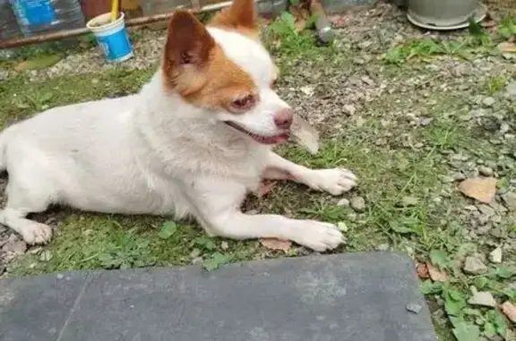 Пропала собака, ул. Лазо, 4А, Черниговка