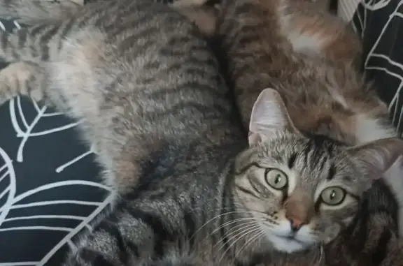 Кошки потеряшки, Саратов, фото: Потеряшка кошка Маха, 2-й Саратовский пр., 2